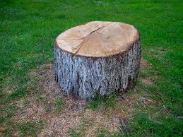 Best Fruit Tree Pruning  in Rochester, PA