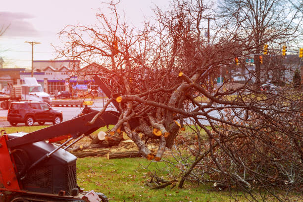 Best Arborist Consultation Services  in Rochester, PA