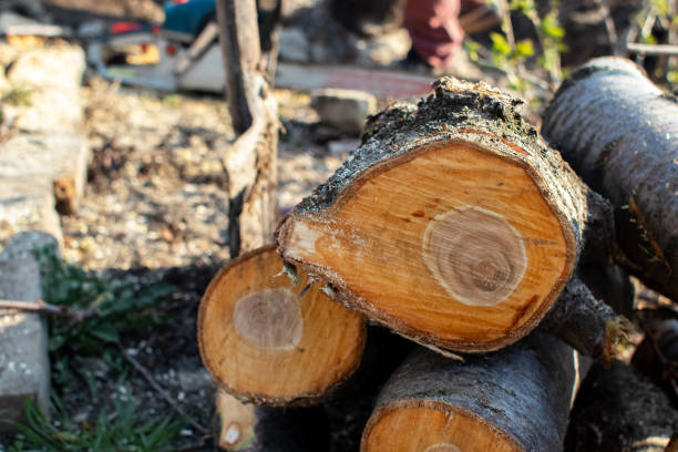 Best Stump Grinding and Removal  in Rochester, PA