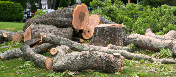 Best Firewood Processing and Delivery  in Rochester, PA