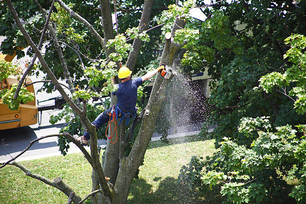 How Our Tree Care Process Works  in  Rochester, PA