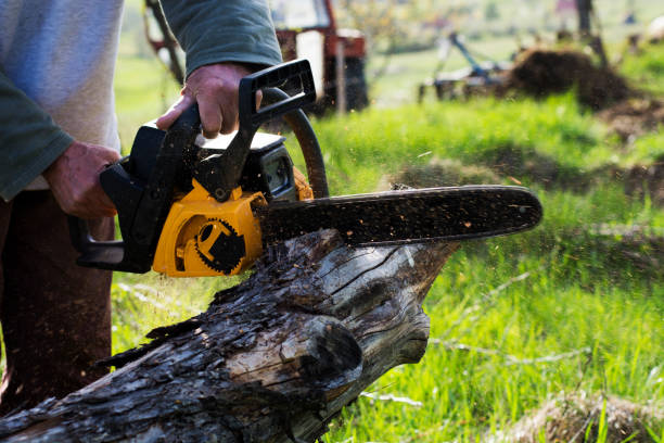 Best Tree Risk Assessment  in Rochester, PA