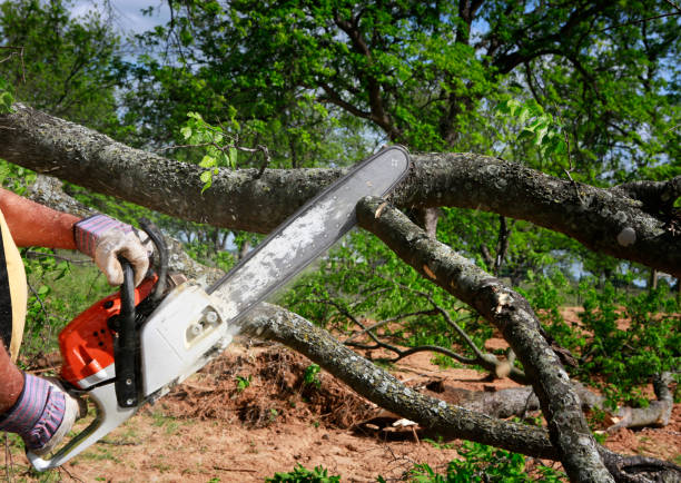 Best Tree Mulching  in Rochester, PA