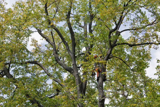 Rochester, PA Tree Care Company